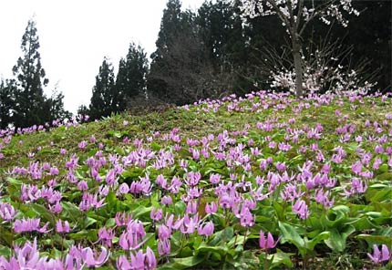 三条市下田北五百川地内の棚田で満開になったカタクリの群生