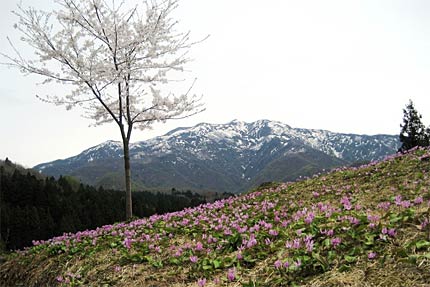 カタクリ、サクラ、粟ヶ岳のスリーショット