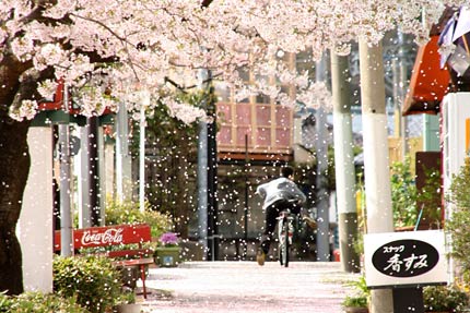 弥彦停車場通りはソメイヨシノが次々と花を散らし、まさに雪が降るような花吹雪