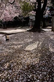 弥彦外苑坂通りのサクラの花びらのじゅうたん