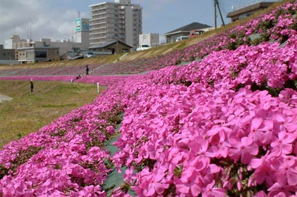 一ノ木戸商店街「朝草会」が植栽し、見事なピンクの帯をつくったシバザクラ