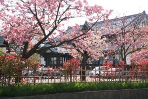 桜花はソメイヨシノからヤエザクラに主役をゆずる