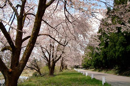 下田地区院内の桜並木は