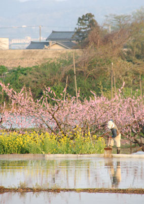 3日夕方、モモやナシの花が咲く三条市大島地区