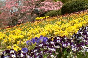 三条市保内公園で咲き乱れる色とりどりの花
