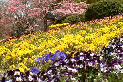 三条市保内公園で咲き乱れる色とりどりの花