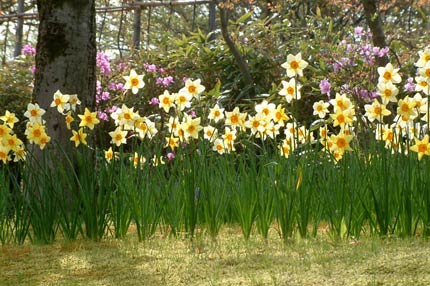 輝くように色鮮やかなスイセンの花