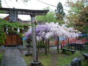 三条まつりを待つ八幡宮境内ではフジの花が満開