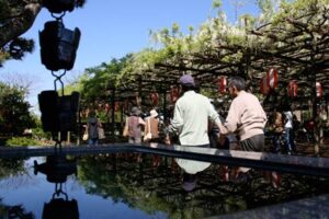 安了寺の県指定天然記念物「八王寺の白藤」、花は少なくとも行楽日和に花見客でにぎわう