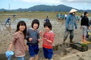 15日行われた燕市景観作物推進協議会による燕新保地区田んぼアートの田植え