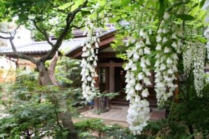 三条市・丸井今井邸、燕市・安了寺と県央地域のフジが満開に
