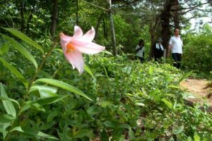 三条市・高城城址登山道のヒメサユリの小径でようやく咲き始めたヒメサユリ