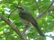 四方八方から野鳥の声が聞こえる