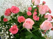 息をのむほど美しいバラの花