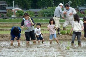 県央研究所「もう一つの小さな田植え」で子どもたちがイネの苗を手植え
