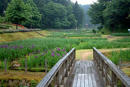 ハナショウブが咲き始めたしらさぎ森林公園