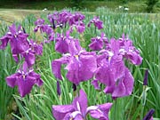 ハナショウブのあでやかな花