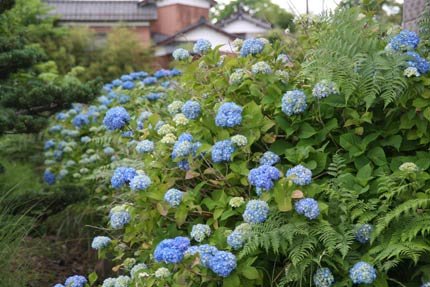 三条市上須頃地内で色づくアジサイ