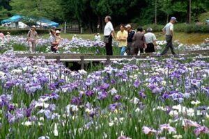 花菖蒲まつりが開かれているしらさぎ森林公園でハナショウブが見ごろ
