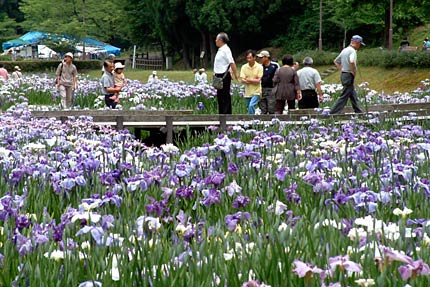 花菖蒲まつりが開かれているしらさぎ森林公園でハナショウブが見ごろ
