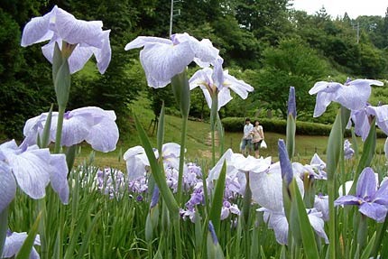 ハナショウブの花の上を歩く人…は錯覚