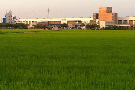 16日夕方、三条市下須頃地内から青々と茂るイネの向こうにJR燕三条駅