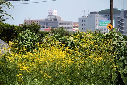 三条市上須頃地内の畑では盆花のオミナエシが黄色の花を開く