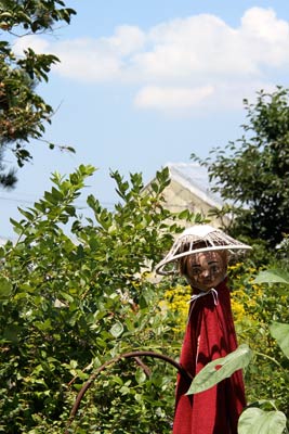 5日昼、三条市下須頃地内の炎天下に立つかかし