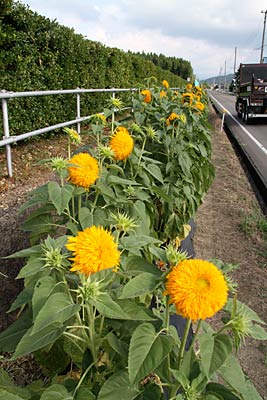 三条市・大崎浄水場前に連なるヒマワリの花