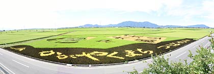 見ごろを迎えた燕市景観作物推進協議会による燕市新保地区田んぼアート