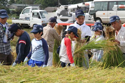 腰まである黄金色の海に入って稲刈り