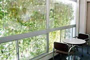 社内から窓の外はいかにも涼しげな緑のカーテン