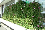外からもアサガオの花が目を楽しませる