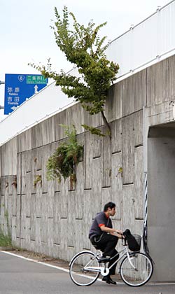 三条市上須頃地内のど根性ケヤキ