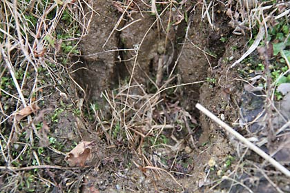 ぐさりと深いクマのつめあとが残る障害福祉サービス事業所「ピュアハウス」裏手のぬかるみ