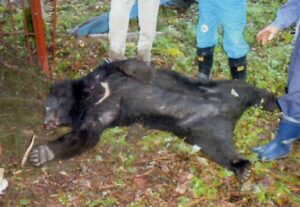 17日早朝に三条市鹿峠でオスのツキノワグマ1頭を捕獲