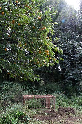 22日にクマがかかっていた南中の箱わなはカキの木のそばに設置