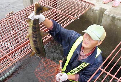 目の前の五十嵐川から調達