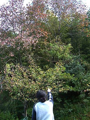 三条市東大崎2地内で指さした木に子グマが登った