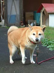 クマの接近をほえて知らせたお手柄のシバイヌ