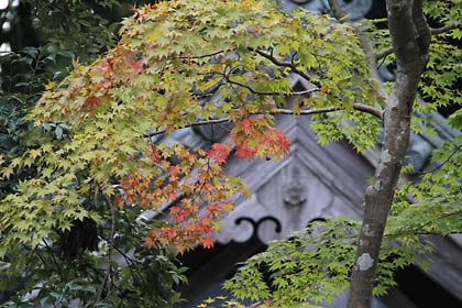 境内のモミジも色づ始める