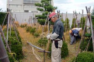 4日は最高気温16.9度で昼を中心に穏やかな陽気、三条市役所三条庁舎では植木の冬囲い