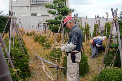 4日に三条市役所三条庁舎で行われていた植木の冬囲い