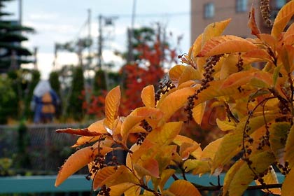 鮮やかなオレンジに紅葉した植木