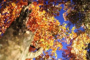 弥彦公園のもみじ谷の紅葉が見ごろを迎え、夜はライトアップで幻想的に