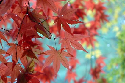 加茂市の加茂山公園の真っ赤なモミジ