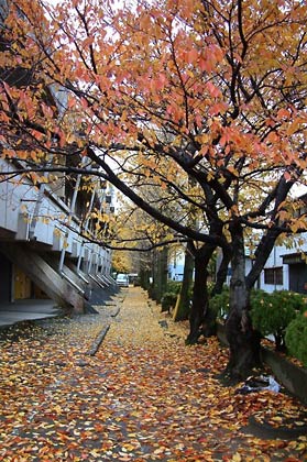 三条市総合福祉センター裏の通りはイチョウとサクラの落ち葉のじゅうたん