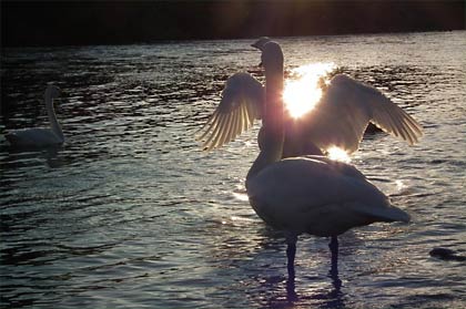 夕日に向かって羽を広げるドラマチックな写真も