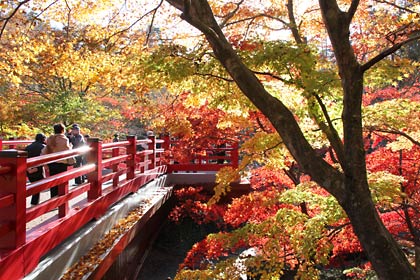 紅葉終盤の弥彦公園もみじ谷の観月橋