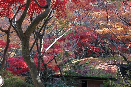 もみじ谷のトンネル付近はまだ見ごろ